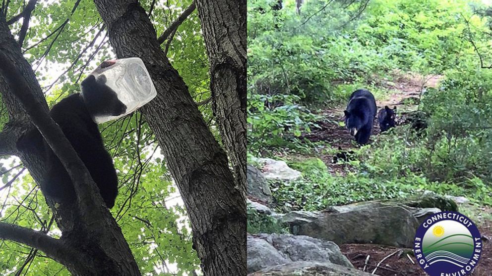  Bear cub rescued after getting head stuck in plastic jug