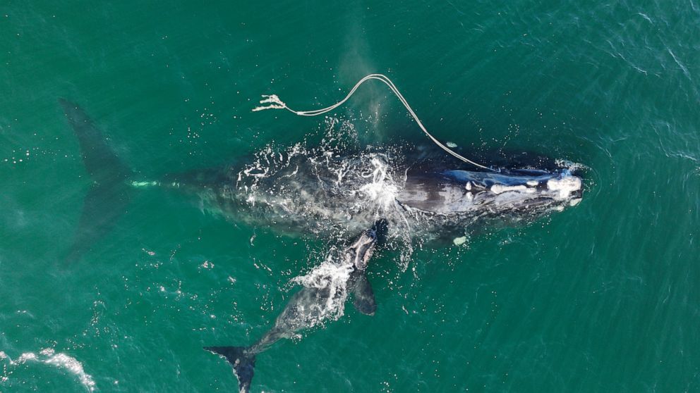 FILE - This Dec. 2, 2021, photo provided by the Georgia Department of Natural Resources shows an endangered North Atlantic right whale entangled in fishing rope being sighted with a newborn calf in waters near Cumberland Island, Ga. The federal gover