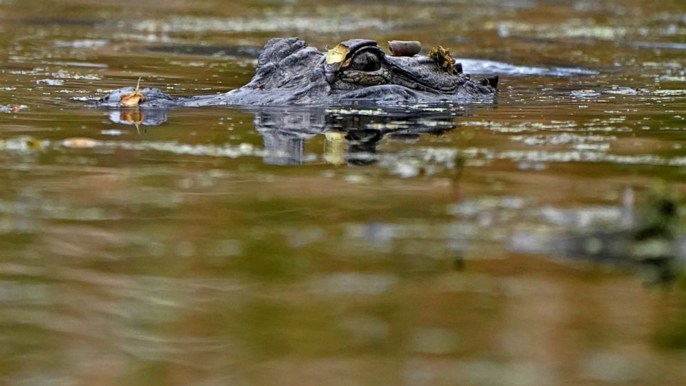 FILE - An alligator swims in the Maurepas Swamp, thirty miles outside New Orleans, in Ruddock, La., Saturday, Feb. 27, 2021. Once-endangered alligators are thriving in the wild, so Louisiana authorities are proposing another cut in the percentage tha