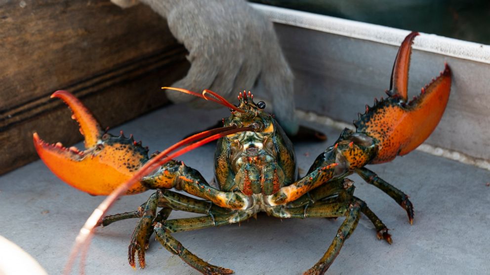 FILE - A lobster rears its claws after being caught off Spruce Head, Maine, Aug. 31, 2021. Environmental groups are once again at odds with politicians and fishermen in New England in the wake of a decision by high-end retail giant Whole Foods to sto
