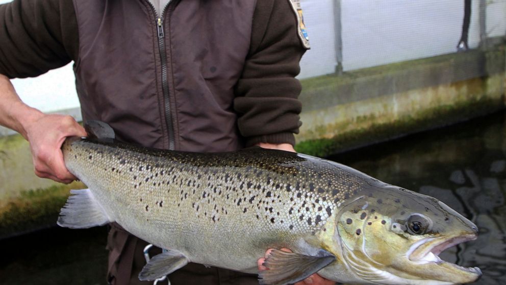  Maine environment groups sue to protect last Atlantic salmon