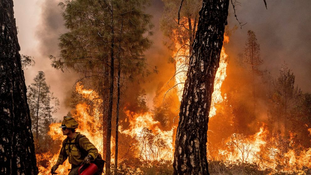 Firefighter Davis Sommer lights a backfire to burn off vegetation while battling the Mosquito Fire in the Volcanoville community of El Dorado County, Calif., Friday, Sept. 9, 2022. He is part of Alaska's Pioneer Peak Interagency Hotshot crew. (AP Pho