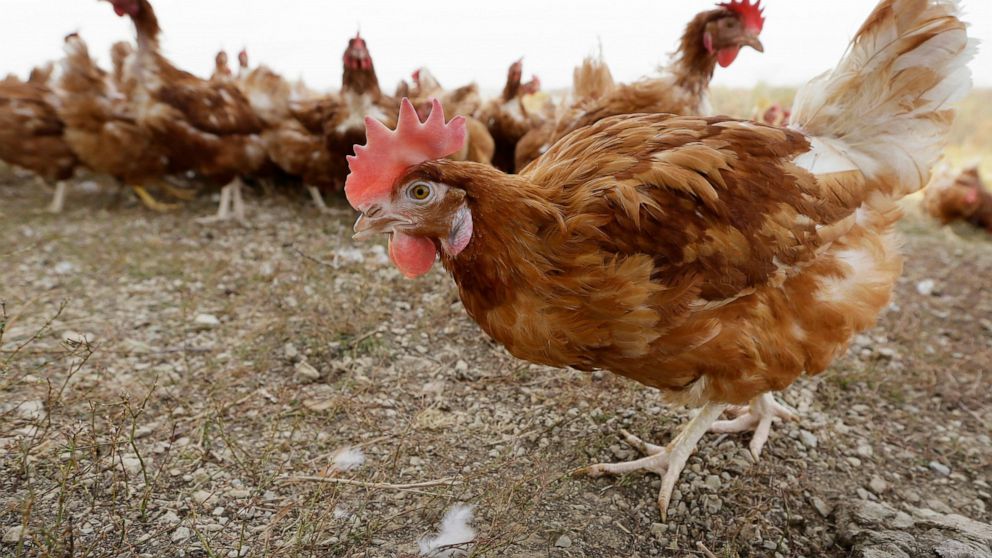 FILE - In this Oct. 21, 2015, file photo, cage-free chickens walk in a fenced pasture at an organic farm near Waukon, Iowa. Some farmers are wondering if it's OK that eggs sold as free-range come from chickens being kept inside. It's a question that 