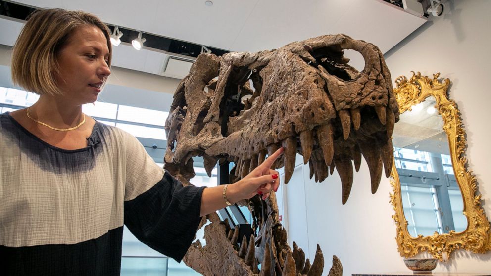 T rex skull unearthed in South Dakota to be auctioned in NY