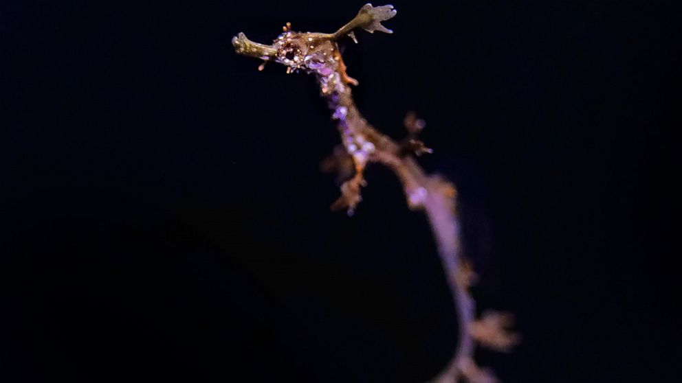 San Diego Aquarium Breeds Rare Weedy Sea Dragon In Captivity Abc