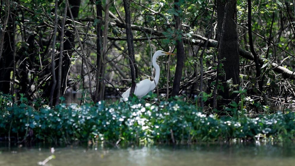 FILE - In this April 27, 2018 file photo, a great white heron appears through trees on Bayou Sorrel in the Atchafalaya River Basin in La. A federal judge says demonstrators and a journalist may continue their challenge of a Louisiana law making it a 