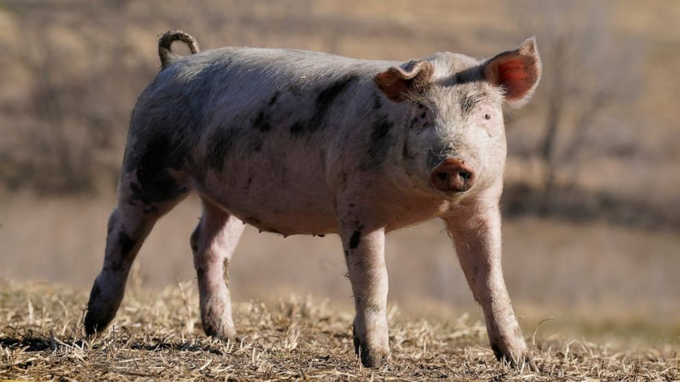 California pig welfare rule delays frustrate small farmers