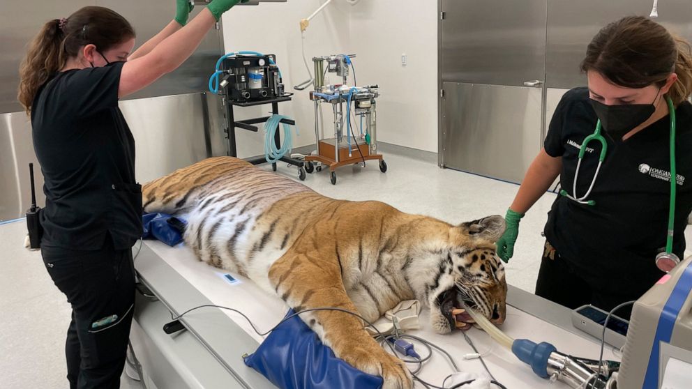  Rescued Oklahoma tigers get care in California and new home