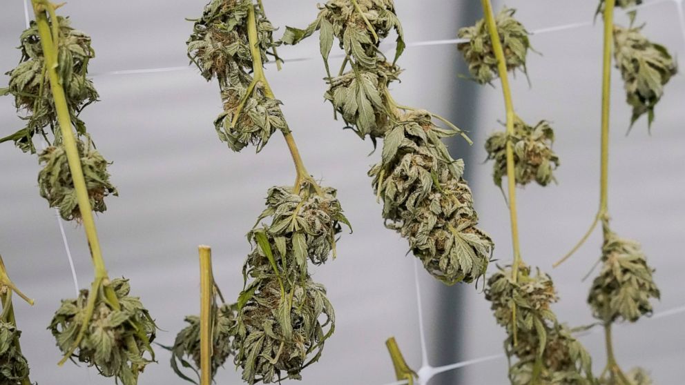 FILE - Marijuana plants for the adult recreational market are seen hanging in a drying room at a farm in Suffolk County, N.Y., on Oct. 4, 2022. A court fight that has prevented New York from awarding marijuana dispensary licenses in some parts of the