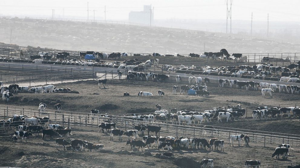 FILE - Cattle feed at a feed lot near Dodge City, Kan., March 9, 2007. Thousands of cattle in feedlots in southwestern Kansas have died of heat stress amid soaring temperatures coupled with high humidity and little wind in recent days, industry offic