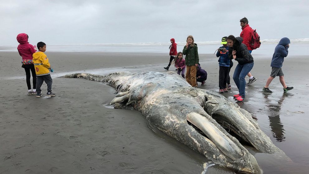 FILE - In this May 24, 2019, file photo, teachers and students from Northwest Montessori School in Seattle examine the carcass of a gray whale after it washed up on the coast of Washington's Olympic Peninsula, just north of Kalaloch Campground in Oly