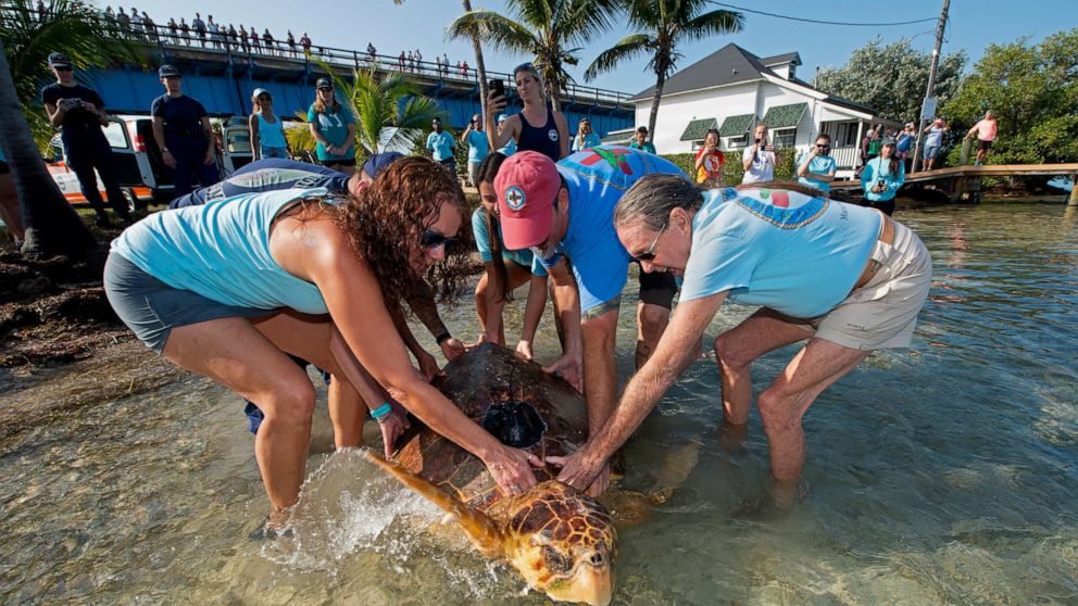 Rehabilitated Green Sea Turtle Released Off Florida Keys