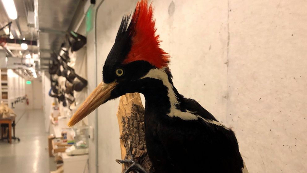 FILE - An ivory-billed woodpecker specimen is on a display at the California Academy of Sciences in San Francisco, Sept. 24, 2021. The federal government has been asked to consider at least two videos made in recent years as evidence that ivory-bille