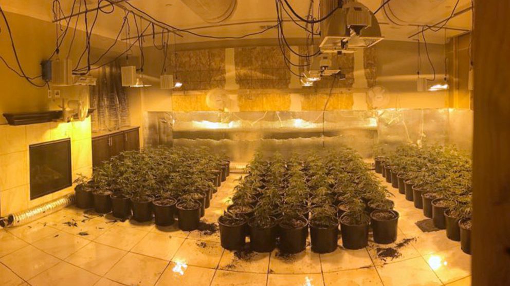 FILE - In this photo released by the Riverside County Sheriff's Office are some of about 700 marijuana plants found in an illegal grow in a home near Temecula, Calif., on Aug. 28, 2019. A data privacy watchdog's lawsuit says a Northern California uti