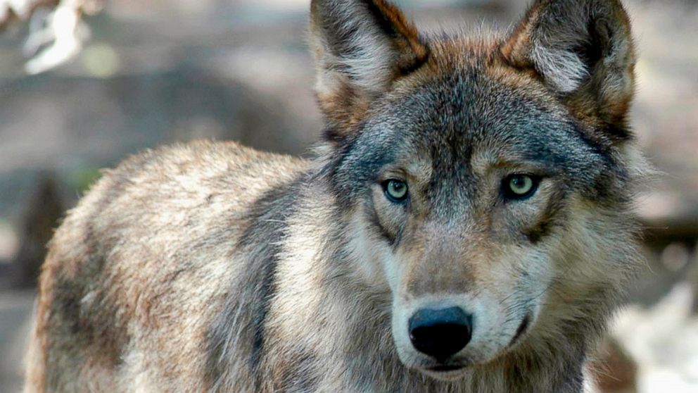 FILE - This July 16, 2004, file photo, shows a gray wolf at the Wildlife Science Center in Forest Lake, Minn. Two groups opposing a Colorado ballot initiative to reintroduce the gray wolf into the state conceded the race Thursday, Nov. 5, 2020, even 
