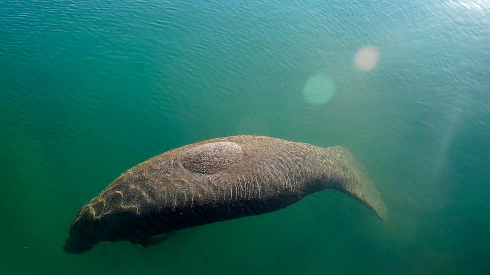  Lettuce again on the Florida menu to slow manatee starvation