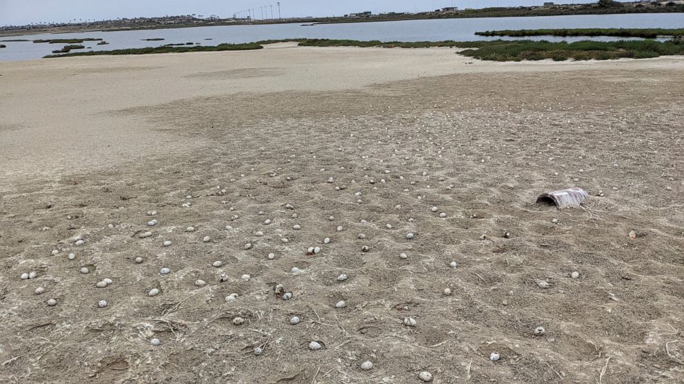 Some 3,000 elegant tern eggs were abandoned at a Southern California nesting island after a drone crashed and scared off the birds HUNTINGTON BEACH, C