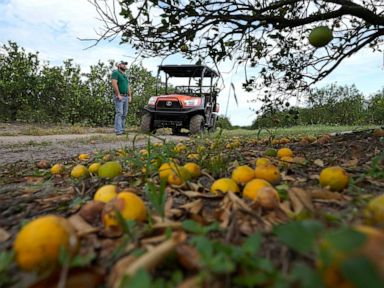 After Hurricane Ian, Florida citrus and agriculture struggle thumbnail