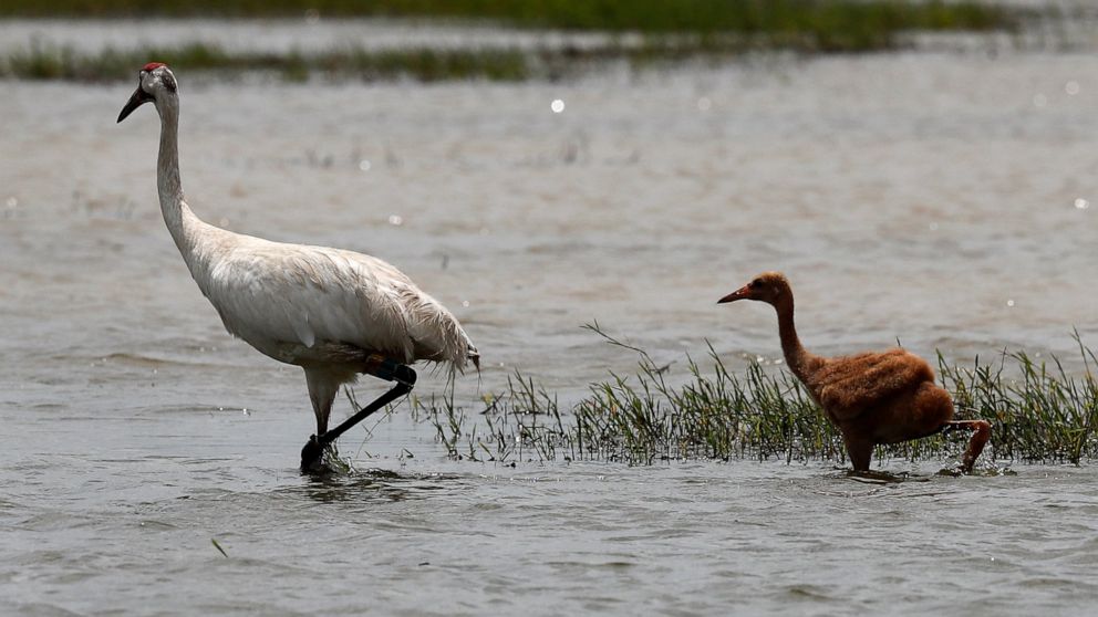 FILE - A captive-bred whooping crane and its wild-hatched chick forage through a crawfish pond in Jefferson Davis Parish, La., on June 11, 2018. A record eight whooping crane chicks have taken wing in Louisiana after hatching in the wild. It’s not ju