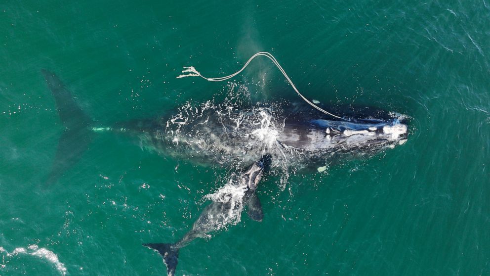  Whale entanglements drop, but remain major threat, feds say