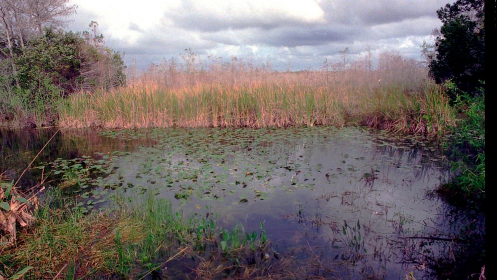 FILE - Storm clouds form over the Florida Everglades which are facing an environmental storm caused by pollution and man's interference with the ecosystem. The U.S. Army Corps of Engineers has completed work on a $339 million Everglades restoration p