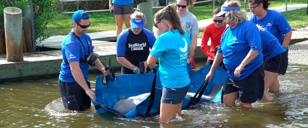In this Oct. 17, 2019 photo made available by SeaWorld Orlando, employees release a rescued manatee back into the wild in Oak Hill, Fla. The manatee was released after it was treated for a torn lung likely sustained in a collision with a boat. SeaWor
