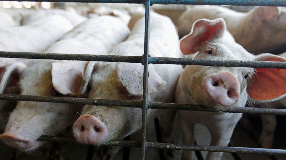 New US rules to protect animal farmers expected this week