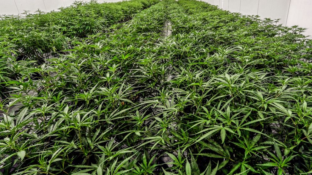 FILE - Medical marijuana plants are shown during a media tour of the Curaleaf medical cannabis cultivation and processing facility, Aug. 22, 2019, in Ravena, N.Y. While New York works on launching a legal market for recreational marijuana, some entre