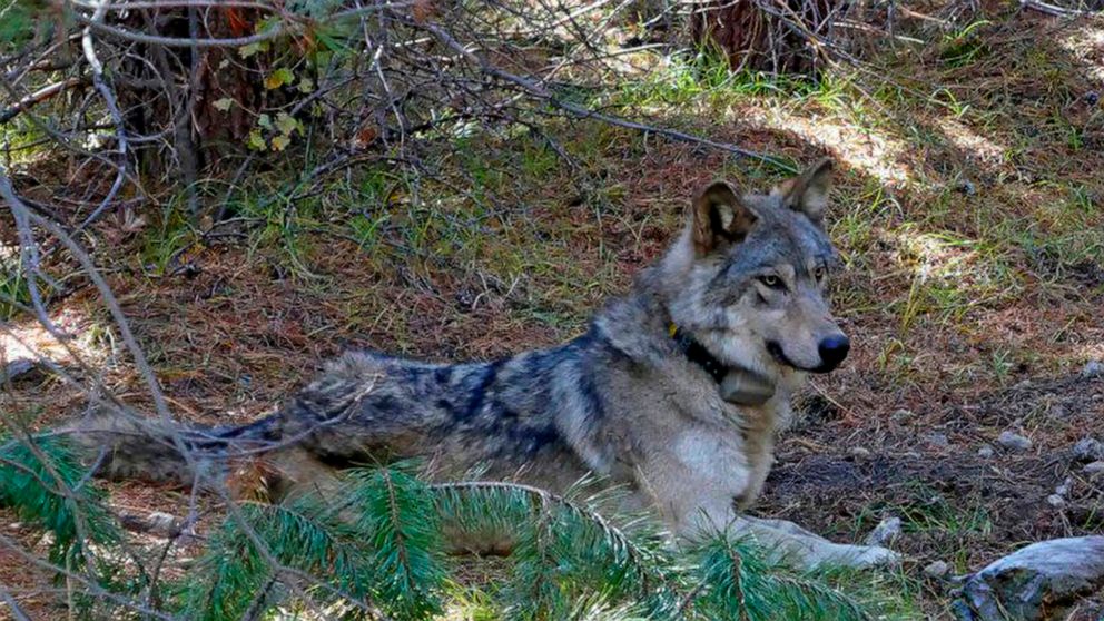 FILE - In this undated photo released by the U.S. Fish and Wildlife Service shows a dispersing wolf from the Oregon Pack OR-54. The past two years have seen a big increase in wolf poaching cases in the Northwest. Four dead wolves were discovered in t