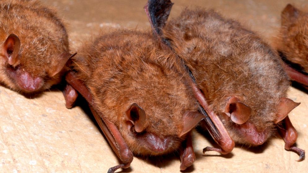 This photo provided by the U.S. Fish and Wildlife Service in September 2022 shows tricolored bats. On Tuesday, Sept. 13, 2022, federal officials announced plans to list the animal as endangered — the second U.S. bat species recommended for the design