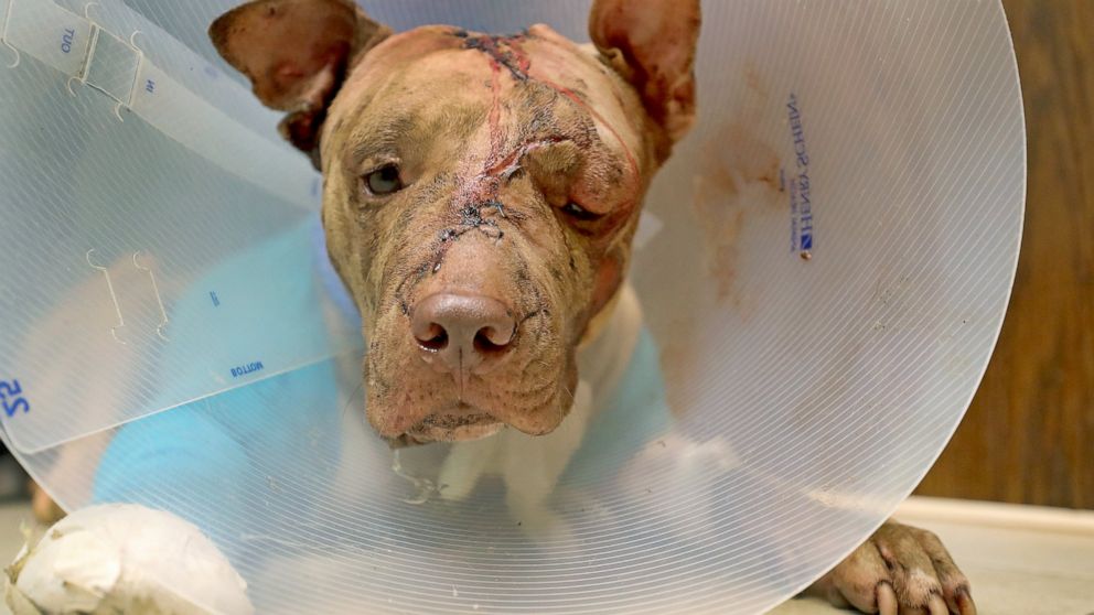 FILE - In this Oct. 10, 2017 file photo, Ollie, a pit bull puppy that was stabbed multiple times, stuffed into a suitcase, rests at at VCA Hollywood Animal Hospital in Hollywood, Fla. A Florida man accused of beating the pit bull puppy will serve 10 