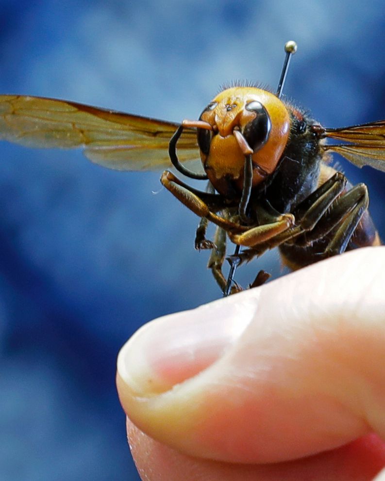 Scientists In Us And Canada Set To Battle Murder Hornets Abc News