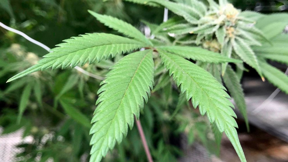 Marijuana bill spurs water rights debate in arid New Mexico Marijuana bill spurs water rights debate in arid New Mexico