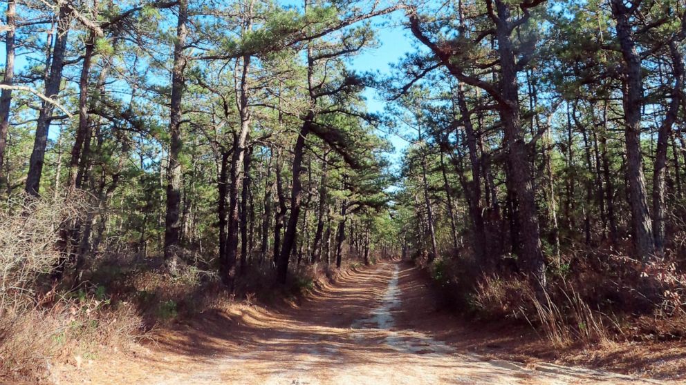 A plan to cut 2.4 million trees from a section of Bass River State Forest in Bass River Township N.J., is aimed mainly at small, narrow trees, but also would include tall, matures trees like those shown on either side of a dirt road in this Friday, N
