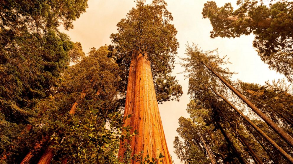 California wildfires make run toward giant sequoia groves