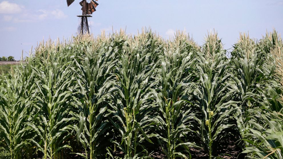 USDA plans additional $14B for farmers reeling from virus thumbnail
