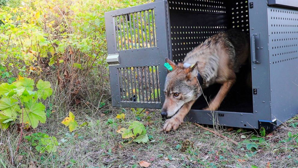 FILE - In this Sept. 26, 2018, file photo, provided by the National Park Service, a 4-year-old female gray wolf emerges from her cage as it is released at Isle Royale National Park in Michigan. A group of scientists urged the Biden administration Thu
