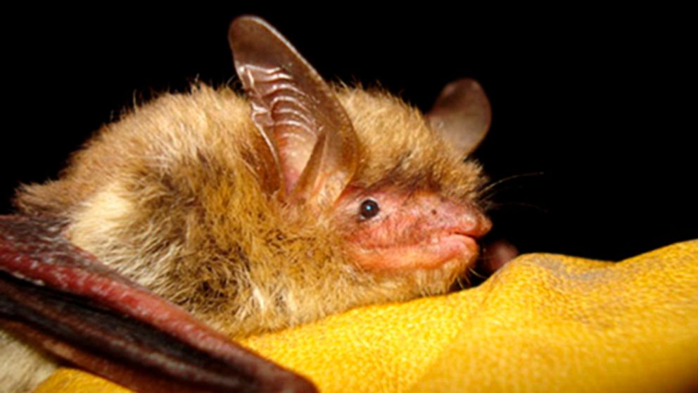 FILE - This undated file photo provided by the Wisconsin Department of Natural Resources shows a northern long-eared bat. The U.S. Fish and Wildlife Service is proposing to list it as endangered. Officials say its population has fallen sharply becaus