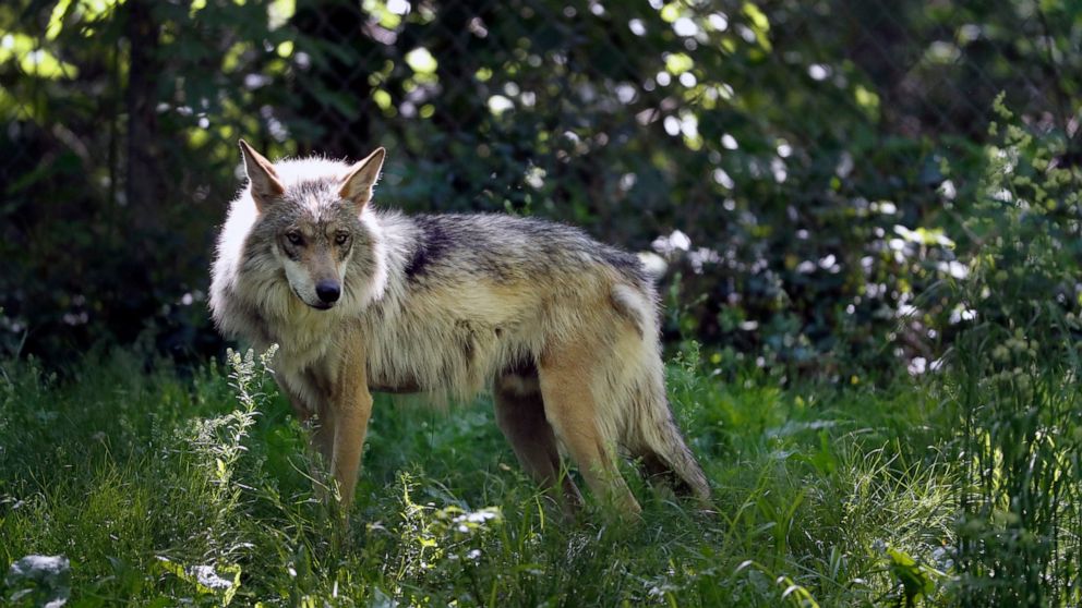 FILE - This May 20, 2019, file photo shows a Mexican gray wolf in Eurkea, Mo. Once on the verge of extinction, the rarest subspecies of the gray wolf in North America has seen its population nearly double over the last five years. U.S. wildlife manag