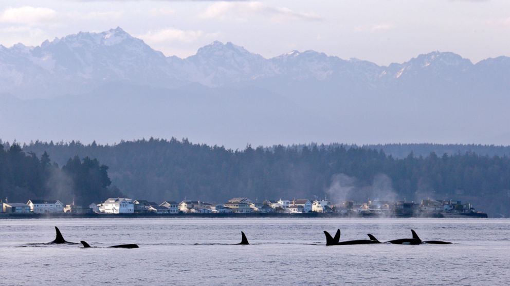 FILE - In this Jan. 18, 2014, file photo, endangered orcas swim in Puget Sound and in view of the Olympic Mountains just west of Seattle, as seen from a federal research vessel that has been tracking the whales. A federal court ruling this week has t
