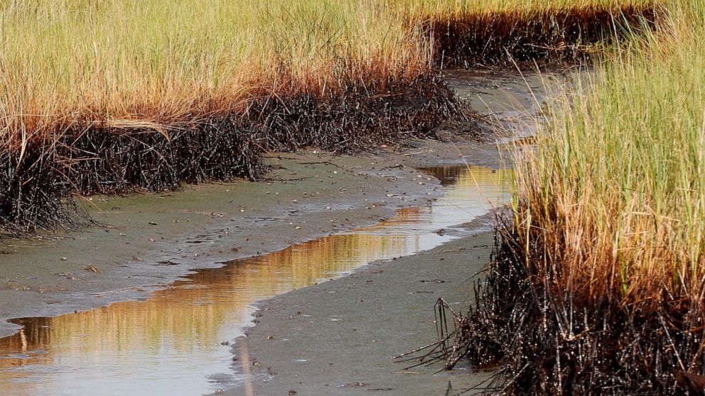 FILE - In this Saturday, July 31, 2010, file photo, a ribbon of oil lines the bottom stalks of marsh grass at low tide in a cove in Barataria Bay on the coast of Louisiana. The April 20, 2010, explosion at the BP Deepwater Horizon offshore platform k