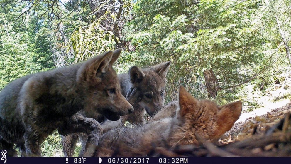 FILE - This June 30, 2017 remote camera image released by the U.S. Forest Service shows a female gray wolf and her mate with a pup born in 2017 in the wilds of Lassen National Forest in Northern California, A California judge has upheld protection fo