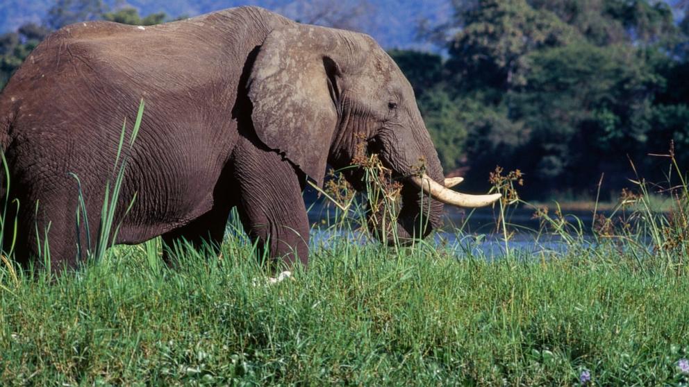 Seorang turis lansia Amerika tewas dalam serangan gajah saat bersafari di Zambia