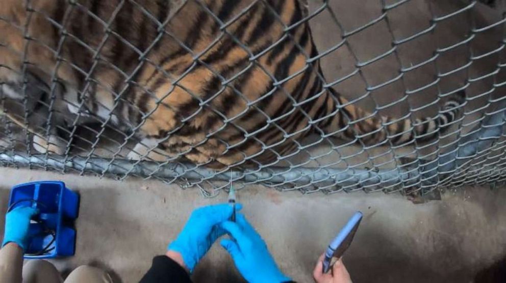PHOTO: Through protective contact, tigers are trained to voluntarily present themselves for minor medical procedures, including vaccinations in this undated photo from the Oakland Zoo.
