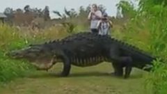 Giant Alligator Draws Crowds of Visitors to Florida Nature Reserve ...