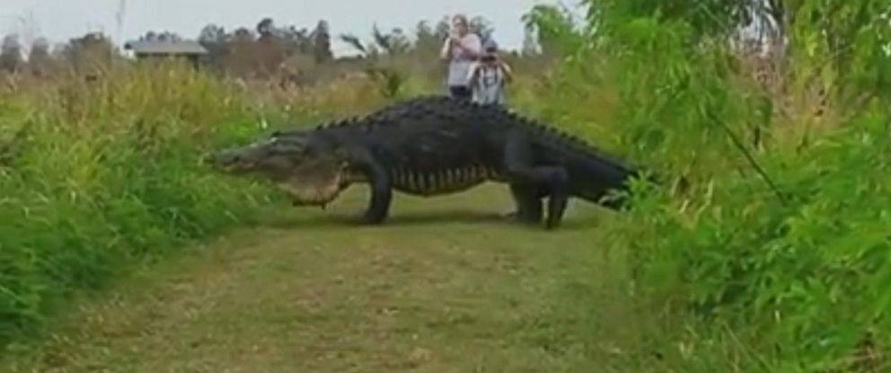 giant-alligator-draws-crowds-of-visitors-to-florida-nature-reserve