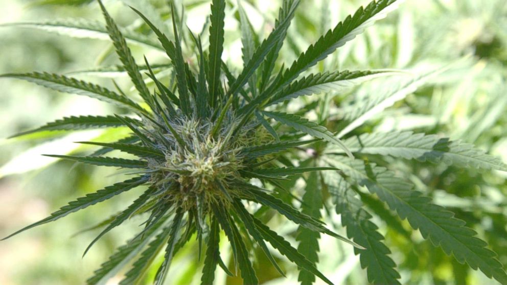 A cannabis plant on a marijuana farm in Mendocino County, California, September 2016.