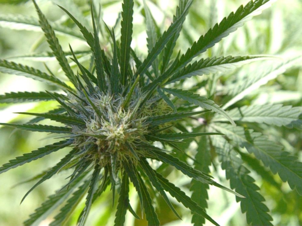 A cannabis plant on a marijuana farm in Mendocino County, California, September 2016.