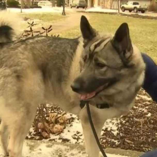 VIDEO: A man in Michigan received a letter with his dog's name on it approving $360 a week in unemployment benefits.