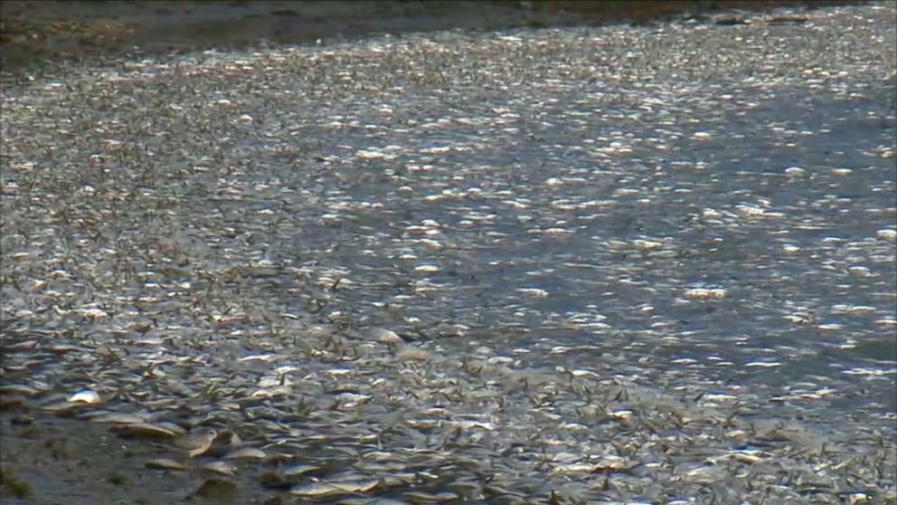 PHOTO: Tens of thousands of dead fish turned up in a Canal in Hampton Bays, New York, on Nov. 14, 2016, according to environmental officials. 
